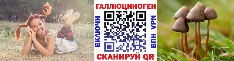 MEGA как зайти  Новотроицк  Псилоцибиновые грибы Psilocybe 
